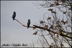 Cormorani Cormorani