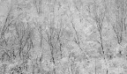 Bosco d'inverno Bosco d'inverno