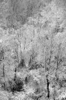 bosco innevato bosco innevato