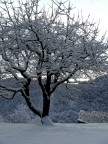neve neve