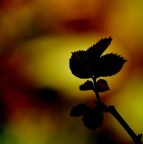 Colori Colori