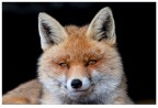 The fox The fox