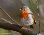 E' solo un semplice Pettirosso (Erithacus-rubecula) E' solo un semplice Pettirosso (Erithacus-rubecula)