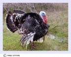 tacchino tacchino