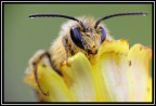 ritratto macro... ritratto macro...