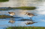 Limicoli Limicoli