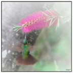 Colibrì Colibrì