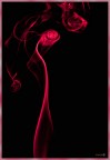 Rose Rose