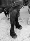 Gambe Gambe