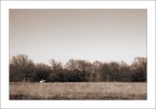 Campagna - sp