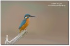 Martin pescatore (Alcedo atthis) Martin pescatore (Alcedo atthis)
