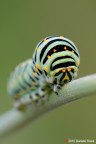 The caterpillar The caterpillar