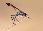 Ammophilia Procera Ammophilia Procera