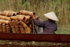 pescatrice pescatrice
