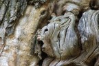 Wood Face Wood Face