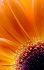 Anche il colore vuole la sua parte! Anche il colore vuole la sua parte!