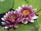 fiori fiori