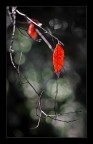 rosso rosso