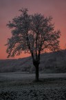 Albero Albero