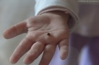 La mano che accoglie La mano che accoglie