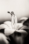 La poesia dell'immagine(un tentativo) La poesia dell'immagine(un tentativo)