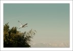 Apparizione Apparizione