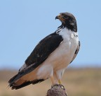 Aquila Aquila