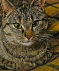 Ritrgatto
