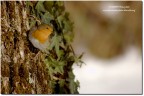 Pettirosso(Erithacus rubecula) Pettirosso(Erithacus rubecula)