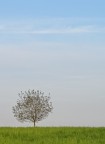 Solitario Solitario