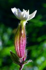 Fiore viola Fiore viola