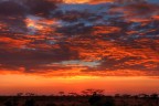 Alba Africana Alba Africana