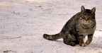 gatto solitario ma molto socevole gatto solitario ma molto socevole