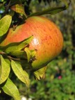 Melograno di Sicilia Melograno di Sicilia