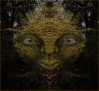 La signora dei boschi