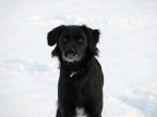 Lhasa Lhasa
