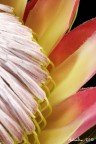 fiore fiore