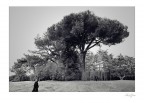 Bosco di capodimonte Bosco di capodimonte