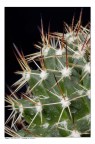 Cactus Cactus