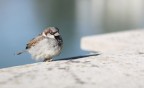 Passerotto Passerotto