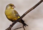 Verdone comune o verdone (Carduelis chloris chloris) , 2° ve Verdone comune o verdone (Carduelis chloris chloris) , 2° ve