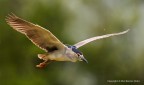 Nitticora (Nycticorax nycticorax)