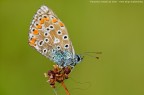 Lycaenidae - l'ultimo della stagione Lycaenidae - l'ultimo della stagione