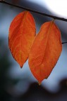Colori d'autunno Colori d'autunno