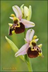 Chiudo l'anno fotografico con questa bellissima orchidea ligure.

AUGURO UN BUON FINE ANNO A TUTTI, ED UN FELICE INIZIO 2011
CHE SIA RICCO DI BELLISSIME FOTOGRAFIE PER TUTTI

ciao 
Roby

-Nikon D90 -nikkor 105mm vr (on) -iso200 -1/13 -f/25 -3piede, scatto remoto, -luce naturale e pannellino riflettente.