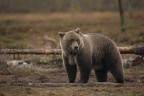 Ursus arctos - Orso Bruno Ursus arctos - Orso Bruno