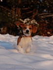Cane delle nevi Cane delle nevi