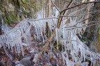 La pianta del freddo......... La pianta del freddo.........