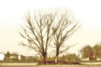 due alberi