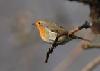 Pettirosso Pettirosso
